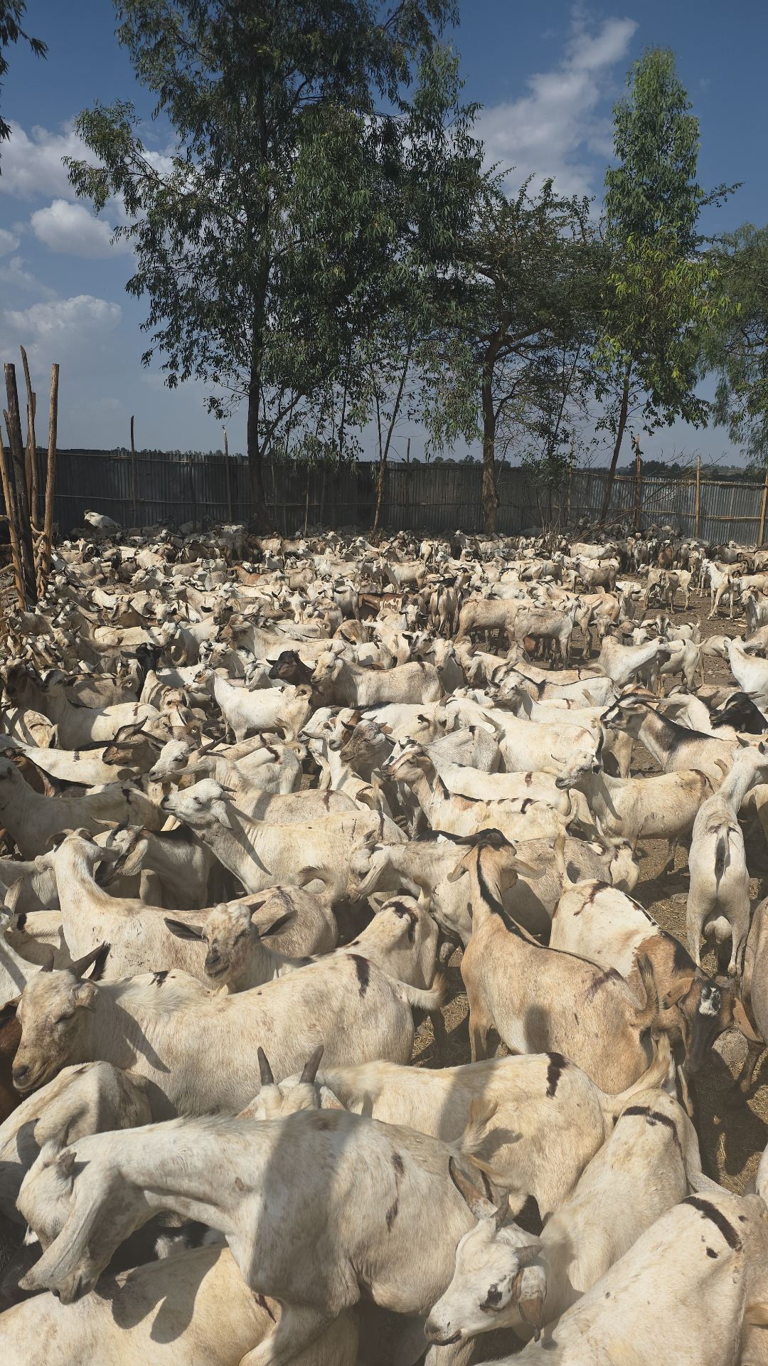 Large herd of fattened Ethiopian goats in an open holding yard at Prime AgroFeed