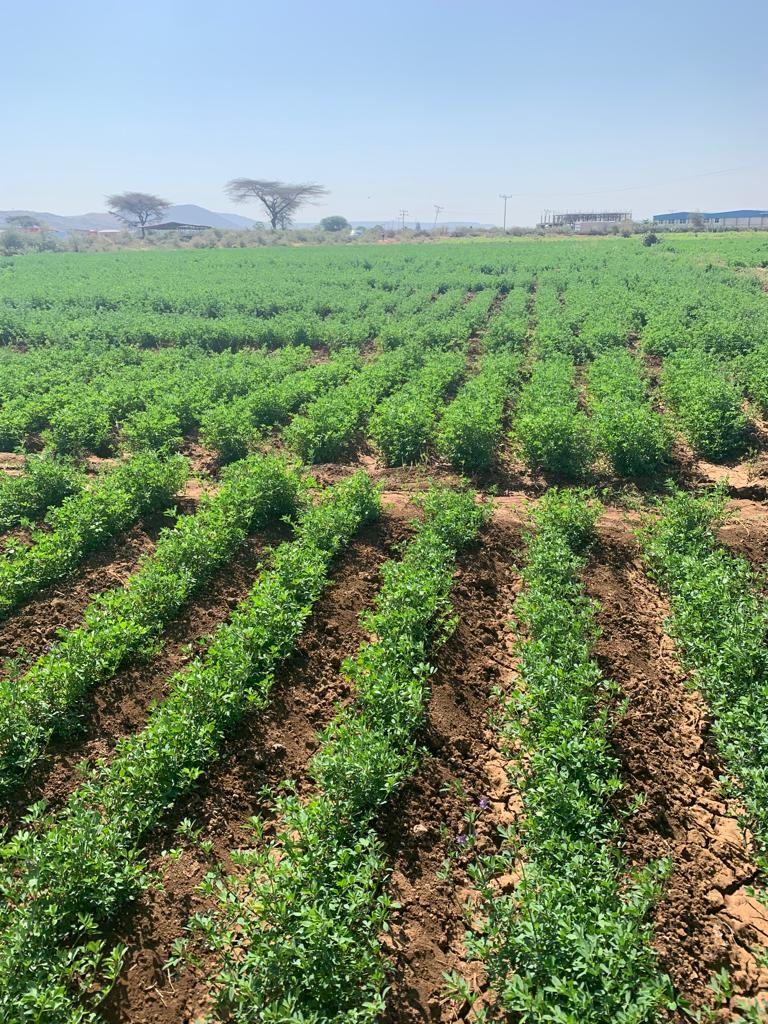 Alfalfa cultivation in Gode