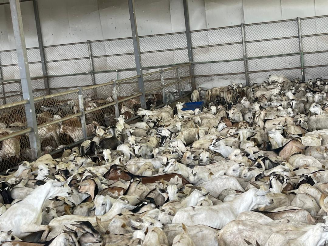 Fattened goats resting inside a covered fenced pen at the Prime AgroFeed quarantine and export facility