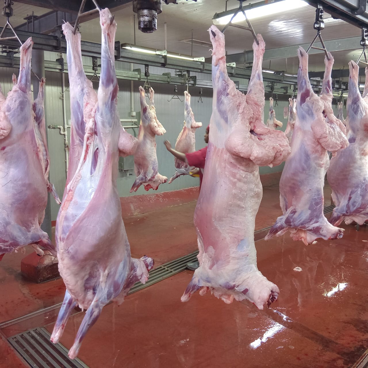 Halal lamb rail